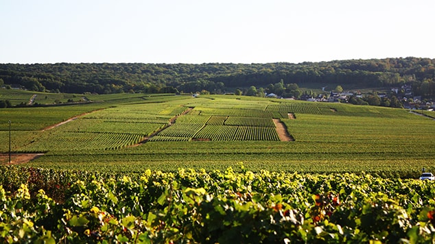 Notre précieux domaine classé Premier Cru