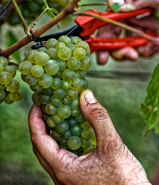 Notre précieux domaine classé Premier Cru