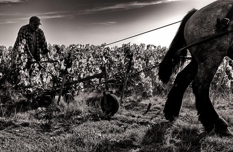 Notre précieux domaine classé Premier Cru