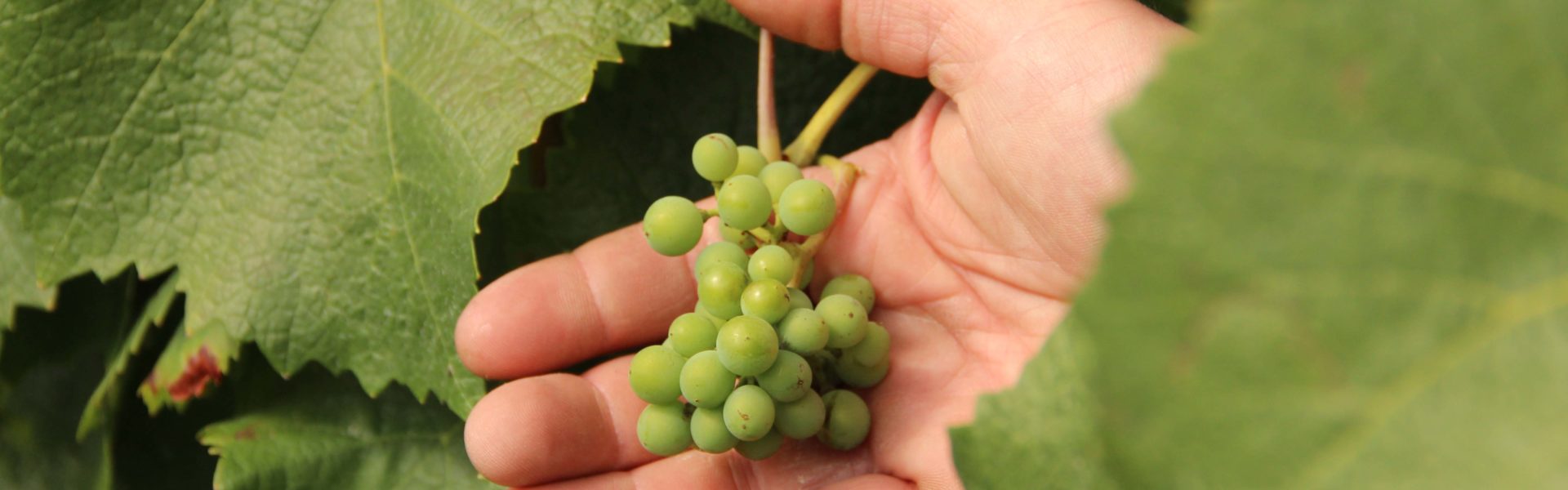 Élimination of bouvreux on the entire Cattier estate.