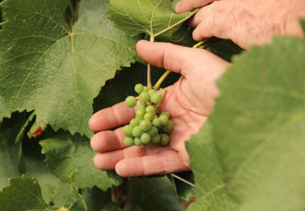 Élimination of bouvreux on the entire Cattier estate.