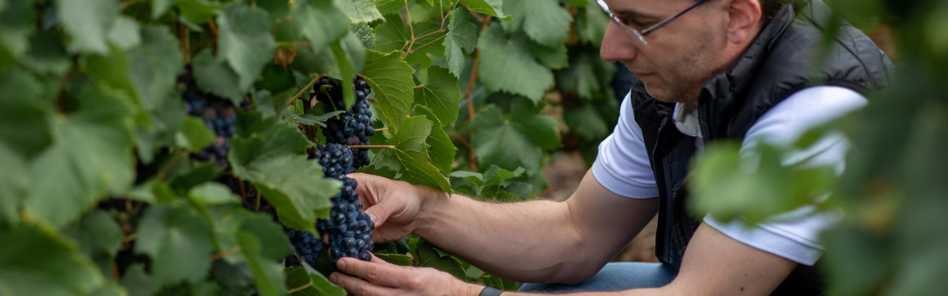 Champagne Cattier, the 2020 harvest