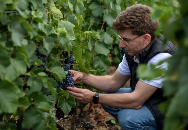 Champagne Cattier, the 2020 harvest
