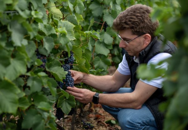 Champagne Cattier, les vendanges 2020