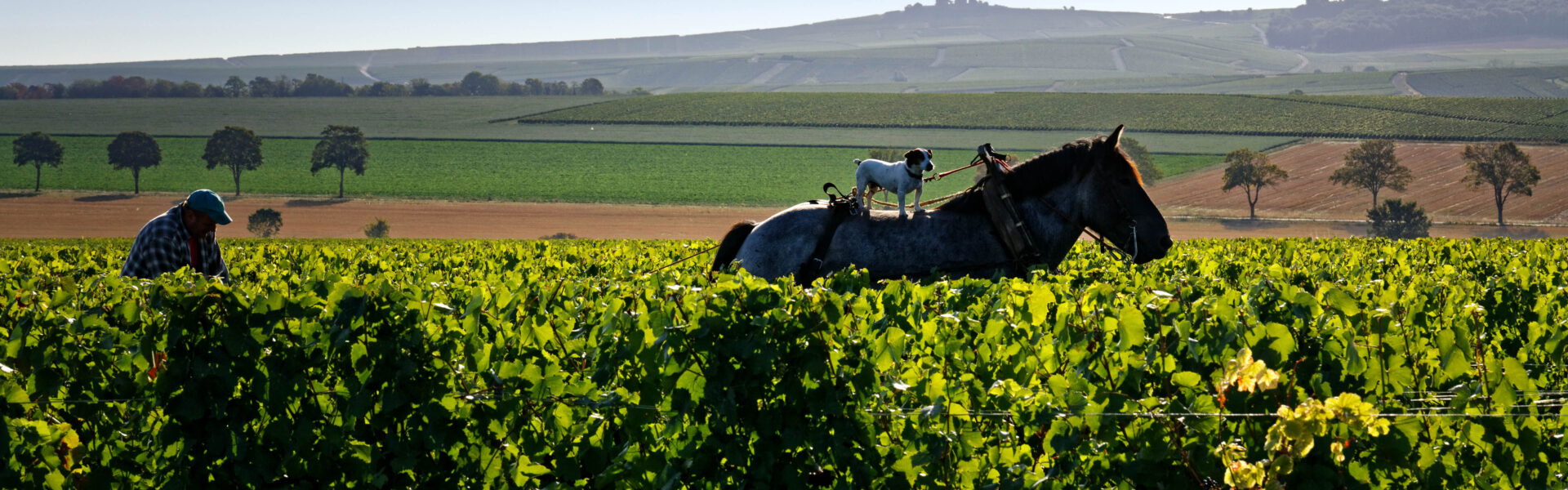 Le vignoble