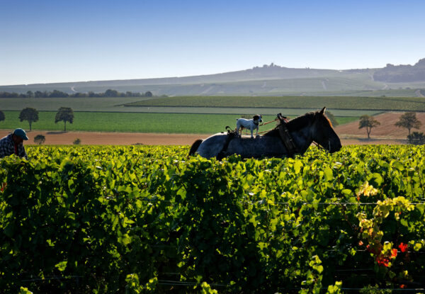 Une viticulture plus respectueuse de la nature