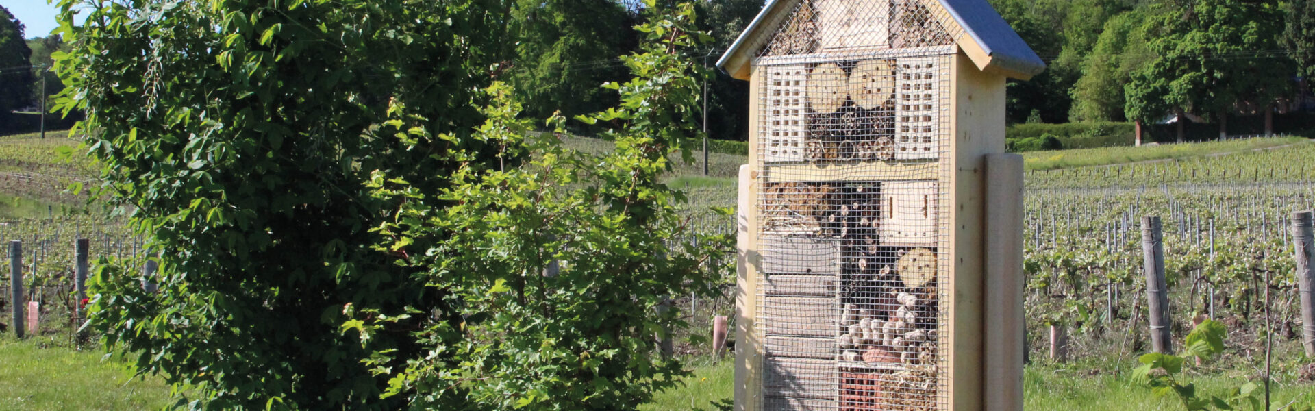 Nos actions supplémentaires pour une viticulture plus respectueuse de la nature