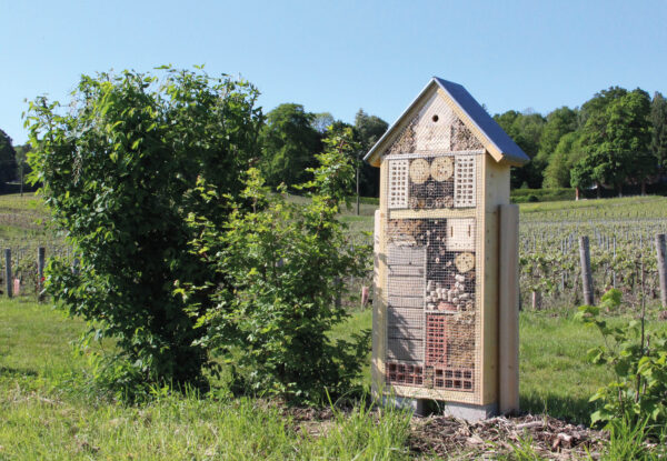 Nos actions supplémentaires pour une viticulture plus respectueuse de la nature