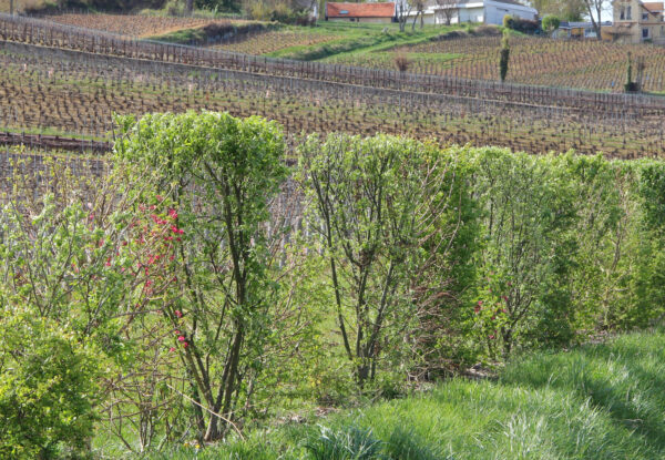 Notre maison dans une démarche de préservation de la biodiversité