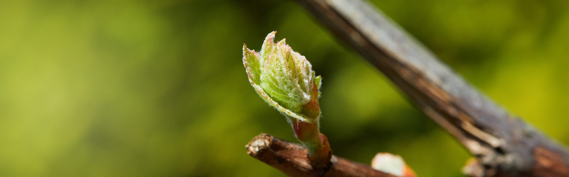 L’arrivée du printemps fait éclore les bourgeons