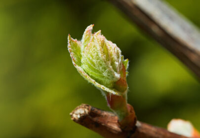 L’arrivée du printemps fait éclore les bourgeons