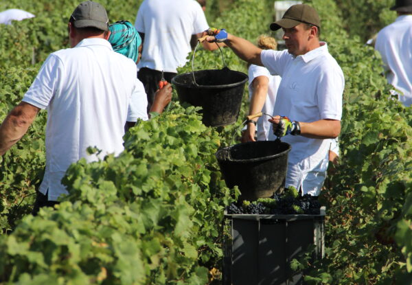 HARVEST FLASHBACK 2023